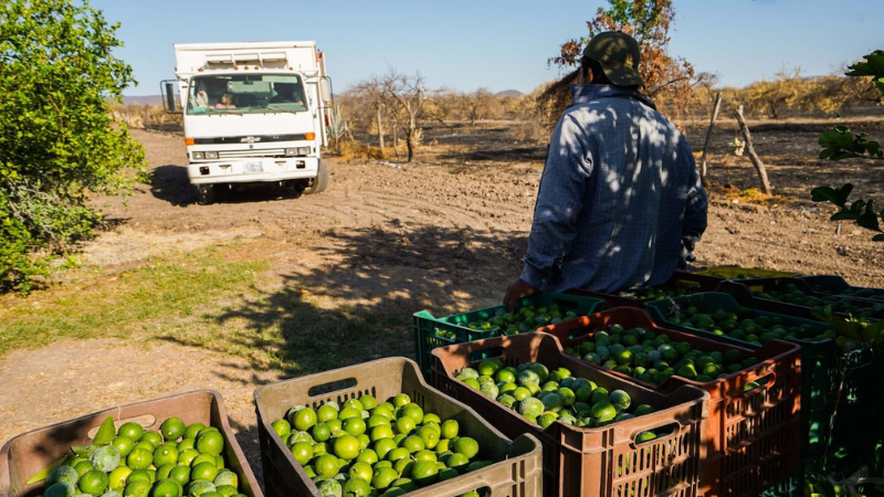 01 Citrus Patrimonial- inversiones agrícolas