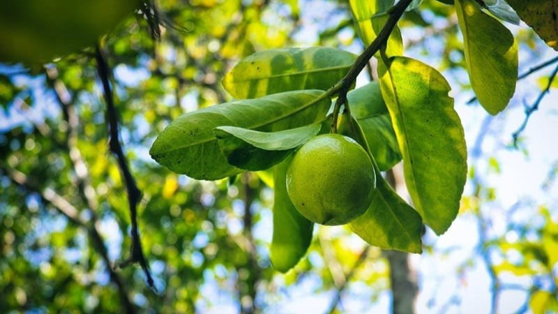 06 Sembrar limones y cosechar dólares.png