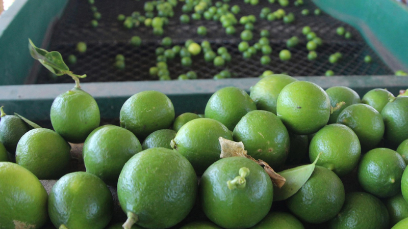 11 Yucatán se encamina a exportar cítricos a Medio Oriente y Asia