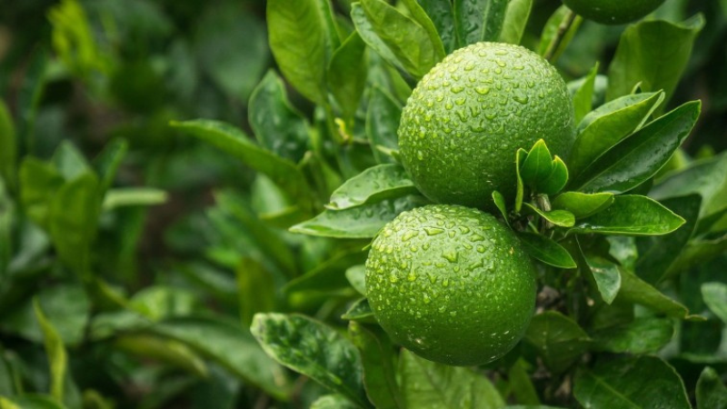14 INVERSIONISTAS APUESTAN POR EL LIMÓN YUCATECO POR SU ALTA RENTABILIDAD Y SEGURIDAD